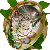Coquille Ormeau Qualité Extra - Coquille Abalone corrugata naturelle - 14-16 cm
